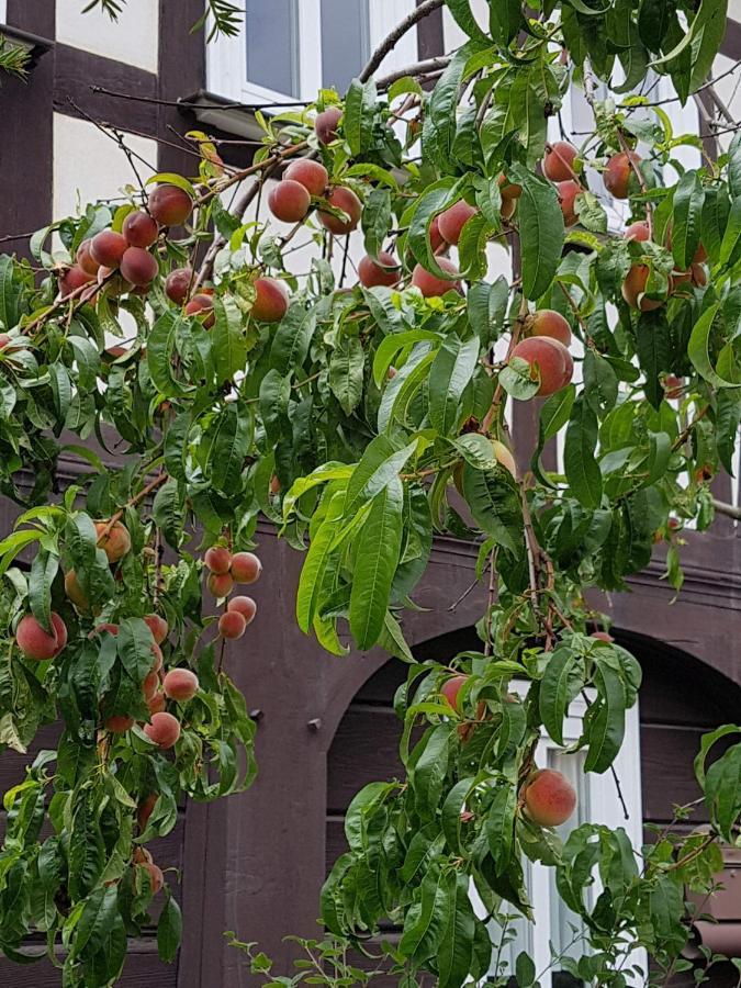 Auf-Der-Muehlwiese Apartamento Großschönau Exterior foto